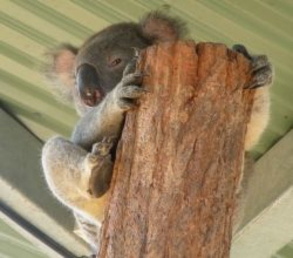 Cuddly Koalas HubPages