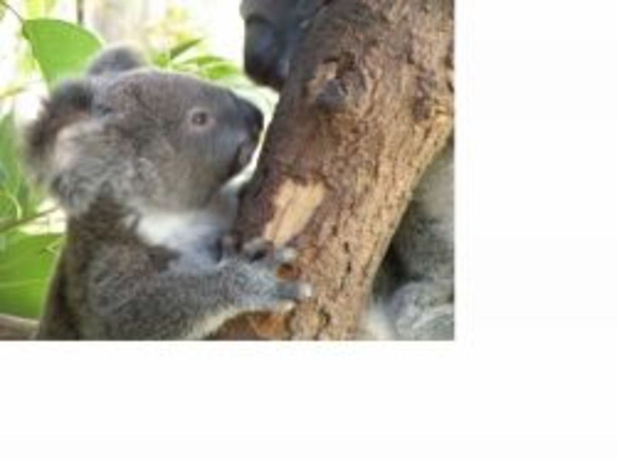 Cuddly Koalas HubPages