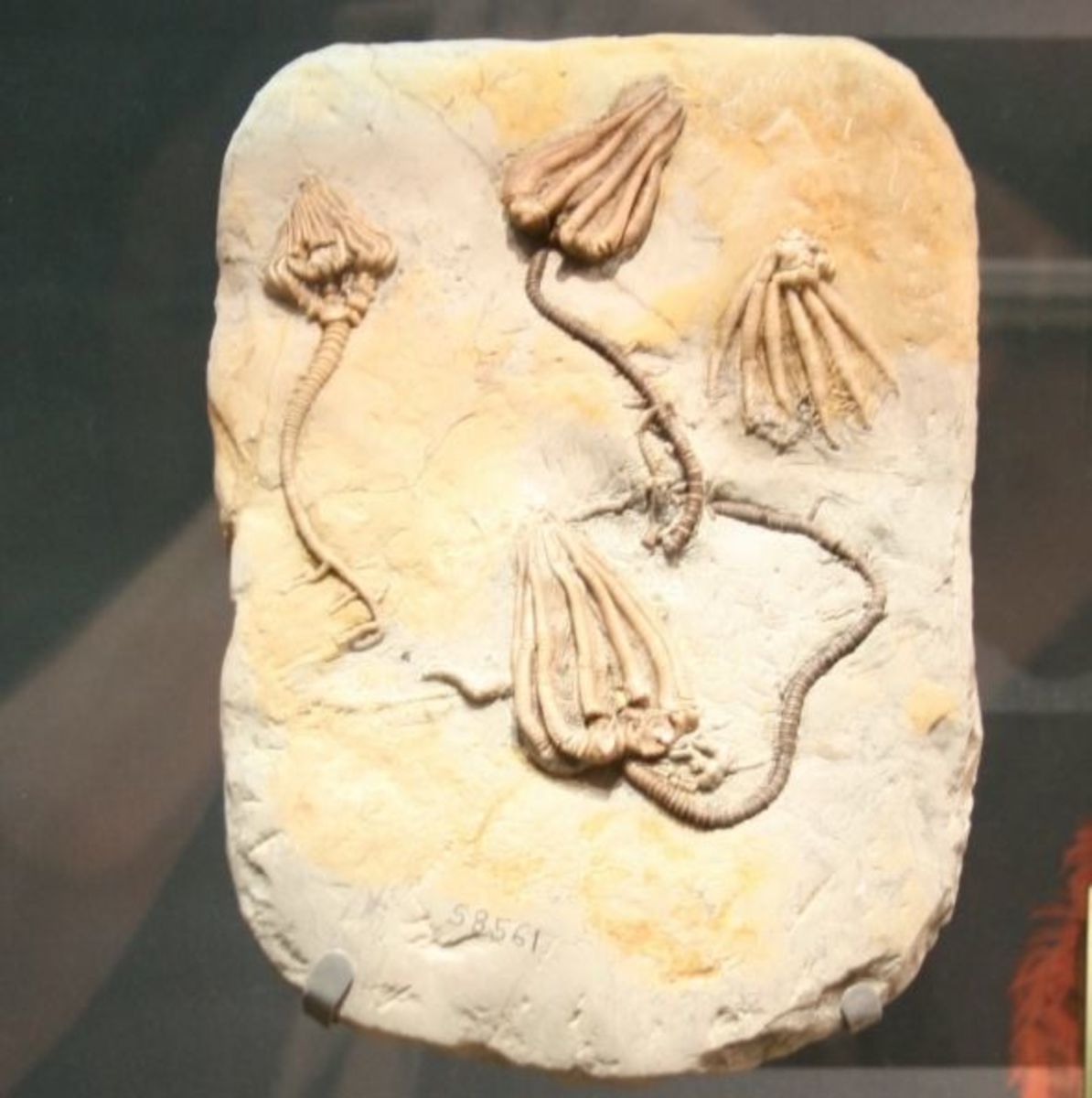 Finding Tennessee Fossils HubPages