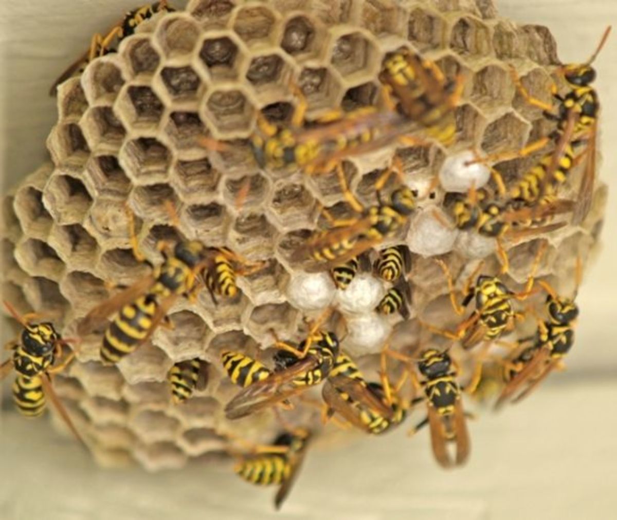 How to Kill Wasps--Safely | HubPages