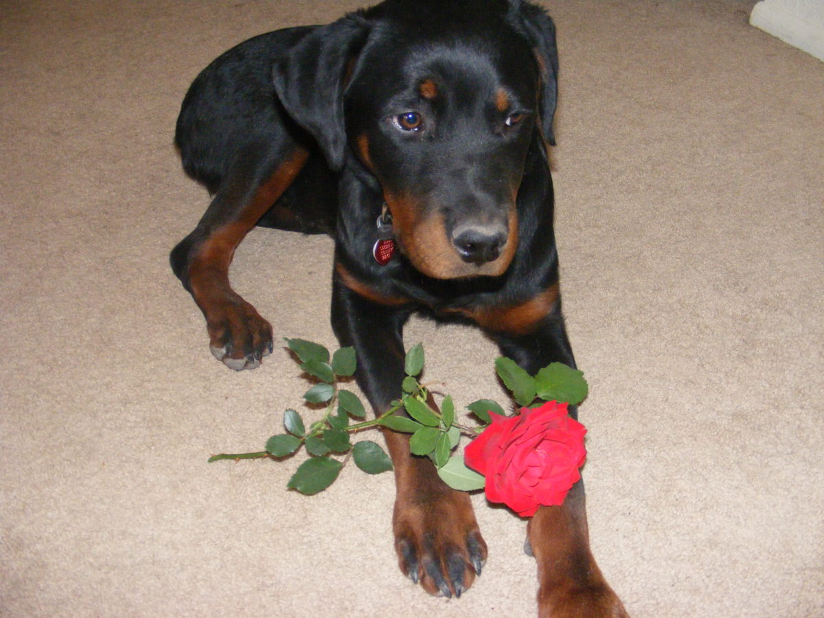 Why Is My Spayed Female Dog Attracting Males? PetHelpful