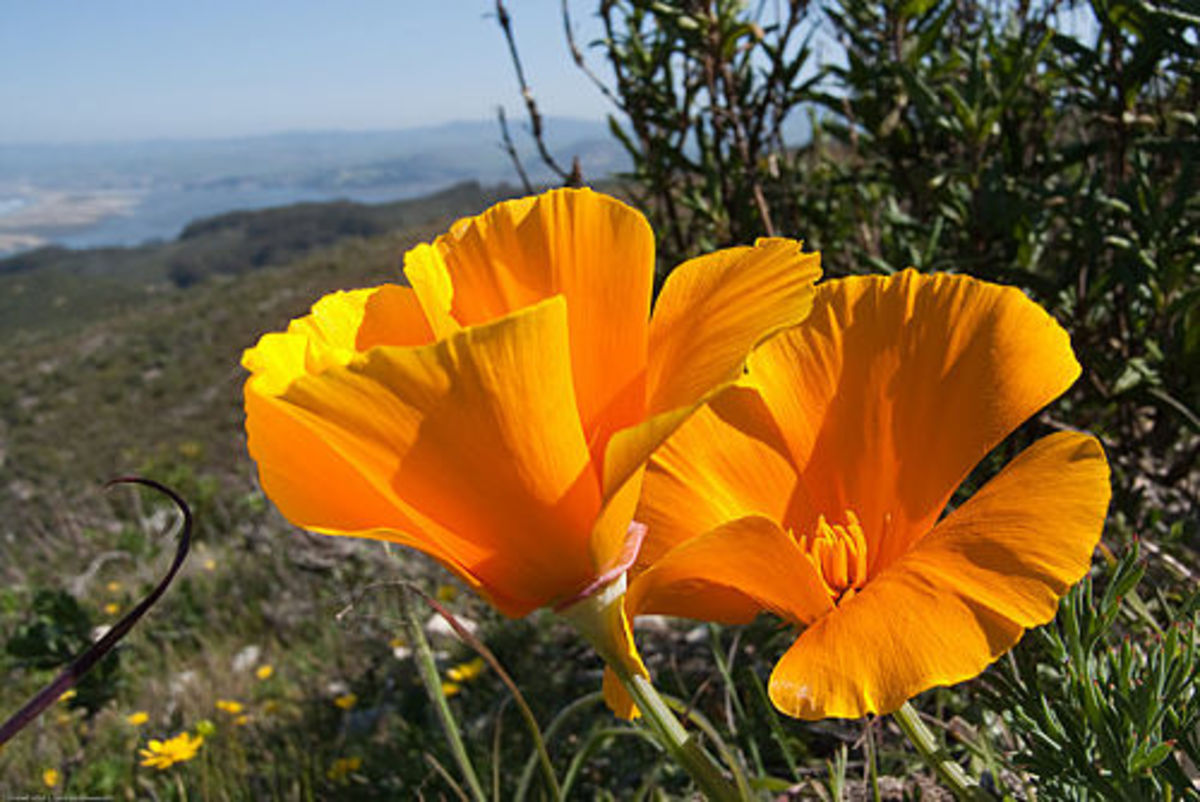 Discover Different Kinds Of Poppies HubPages