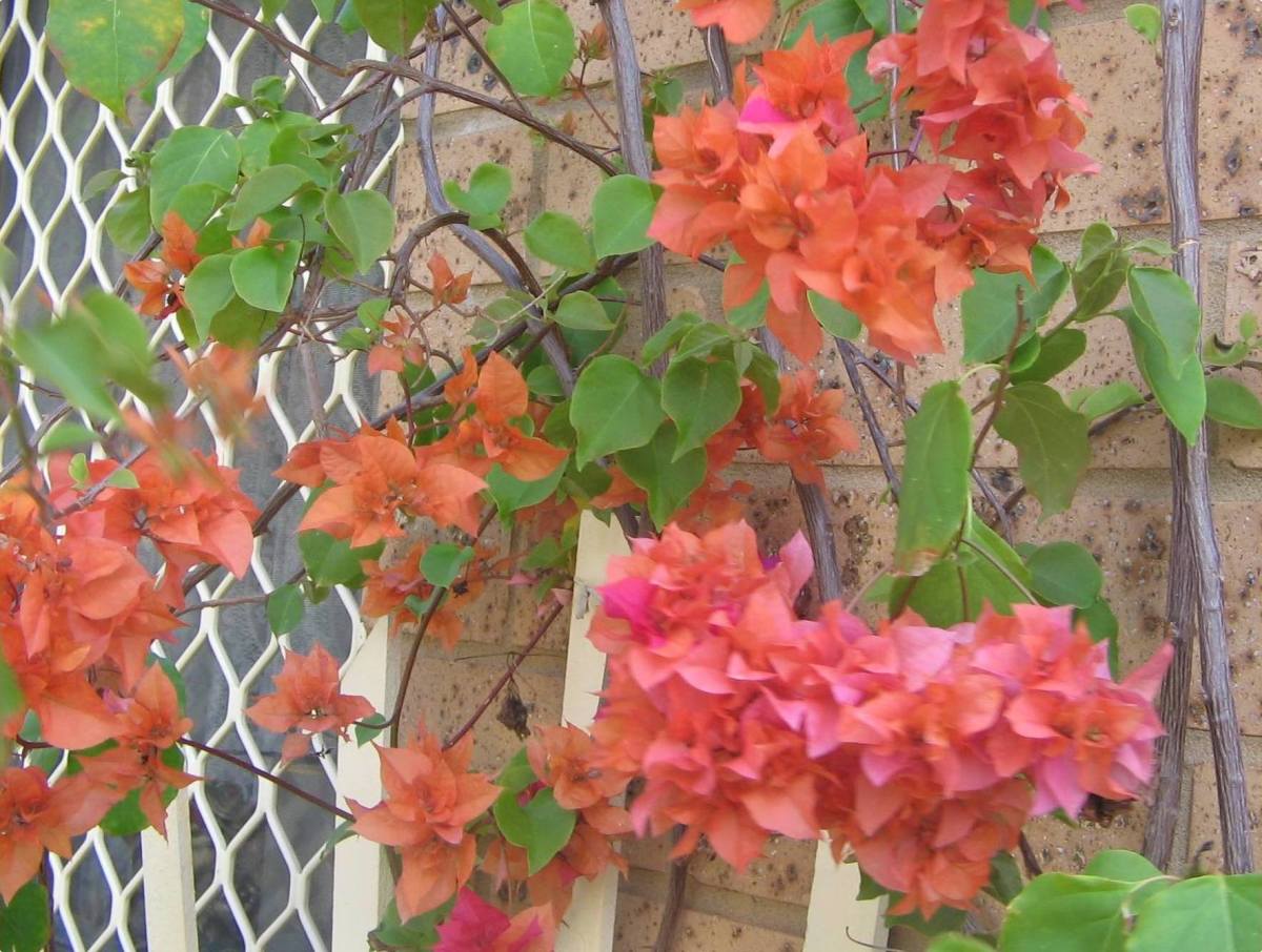 Types of Climbing Plants HubPages