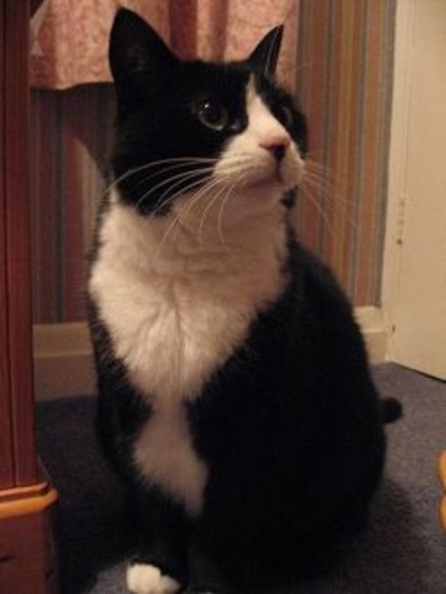 Tuxedo Cat Names PetHelpful