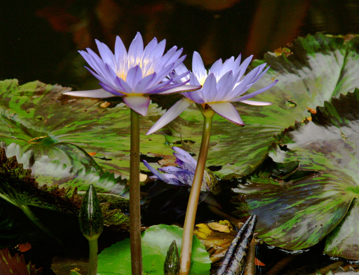 Visiting the Hawaii Tropical Botanical Garden WanderWisdom