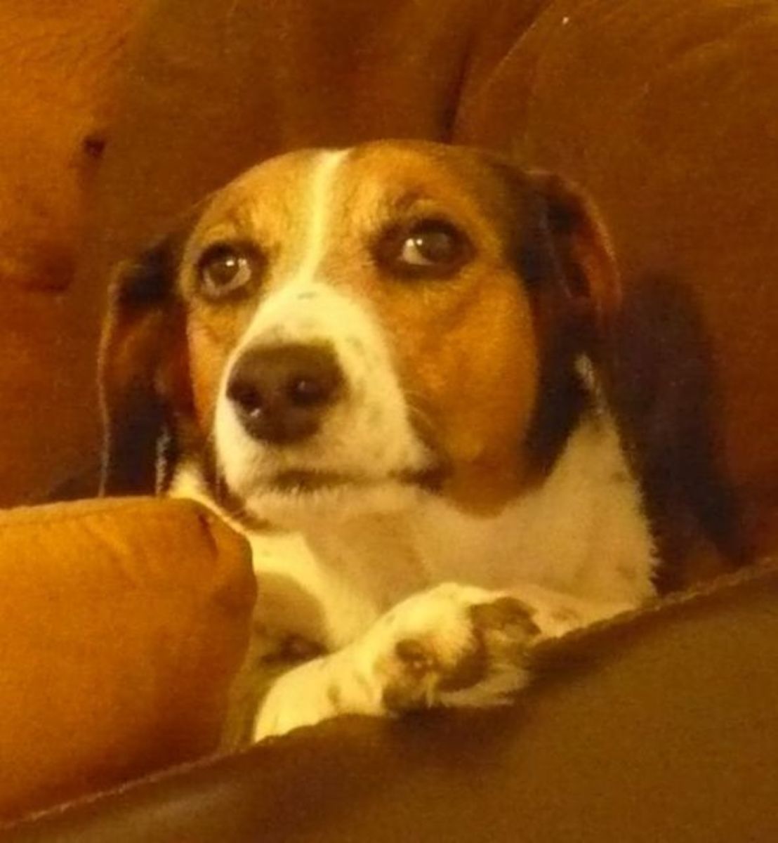 Facial Stroke in Dogs Causes, Signs and Treatment PetHelpful