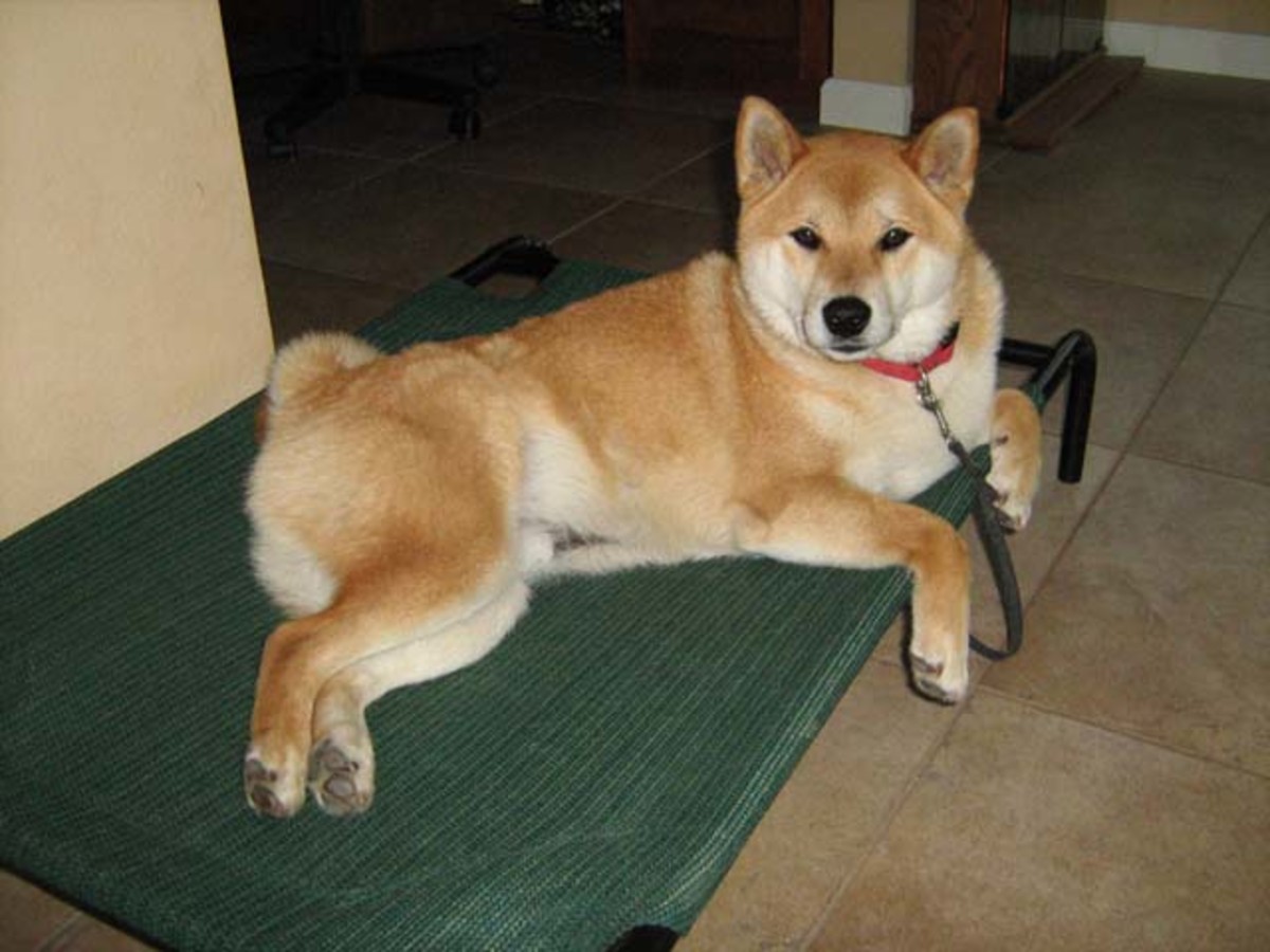 Cesar Millan's Positive Dog Training Techniques PetHelpful