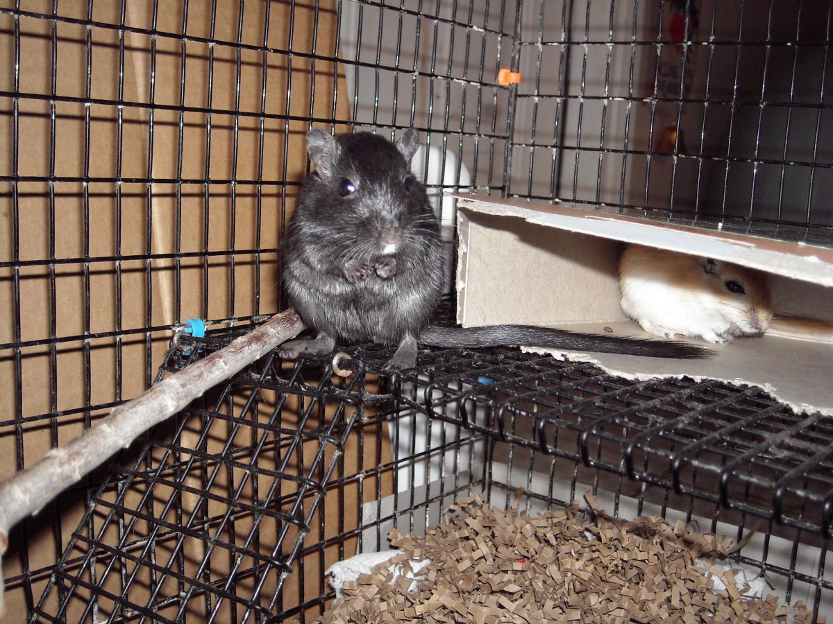 3 Ways to Trim or Wear Down a Gerbil's Teeth and Claws PetHelpful