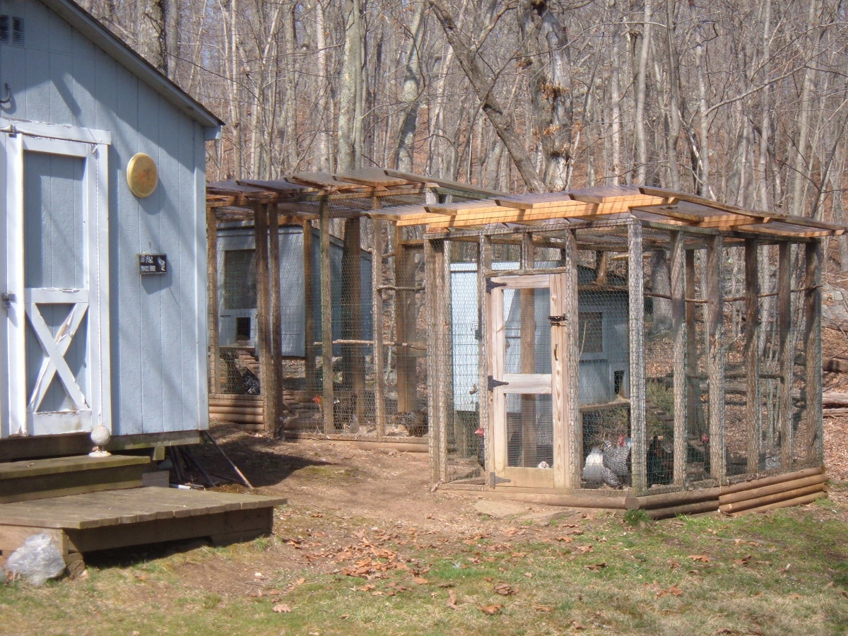 Raising Chickens in the Backyard Our Urban Chicken Coop HubPages