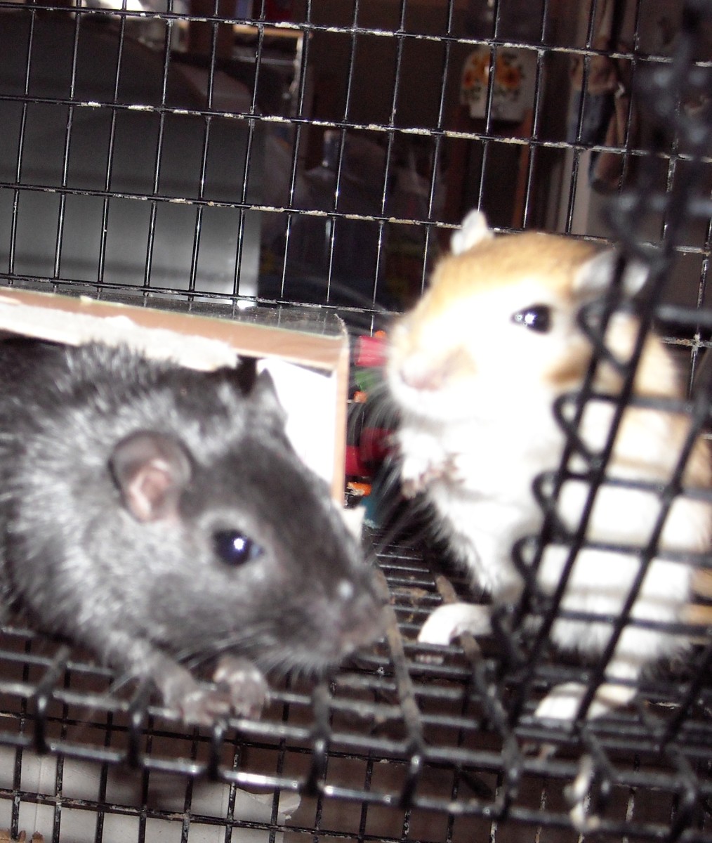 3 Common Ways to Wear Down Gerbil Teeth and Claws PetHelpful