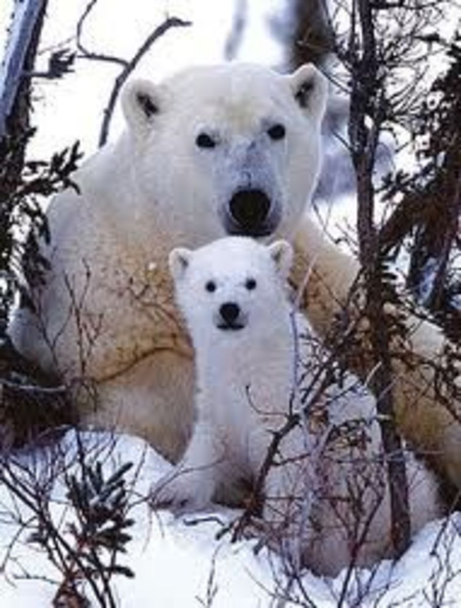 Top 10 Largest Land Carnivores HubPages