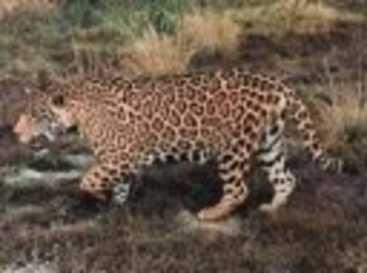 Top 10 Largest Land Carnivores HubPages