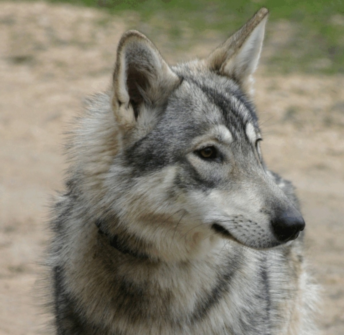 Wolf Dog Hybrids HubPages