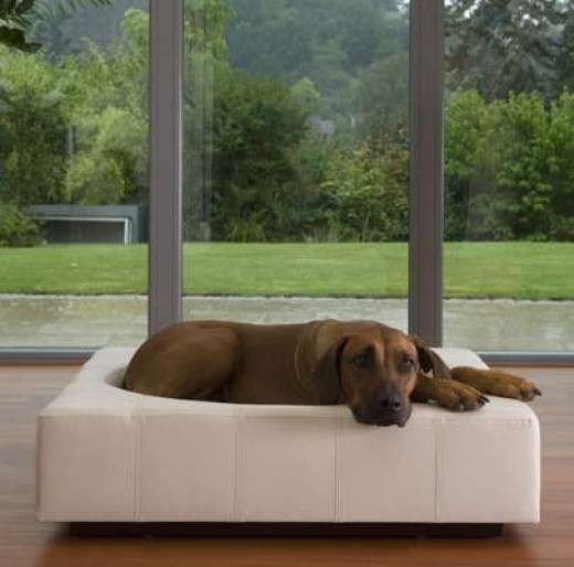 Organic Pet Supplies A Guide to EcoFriendly Pet Products