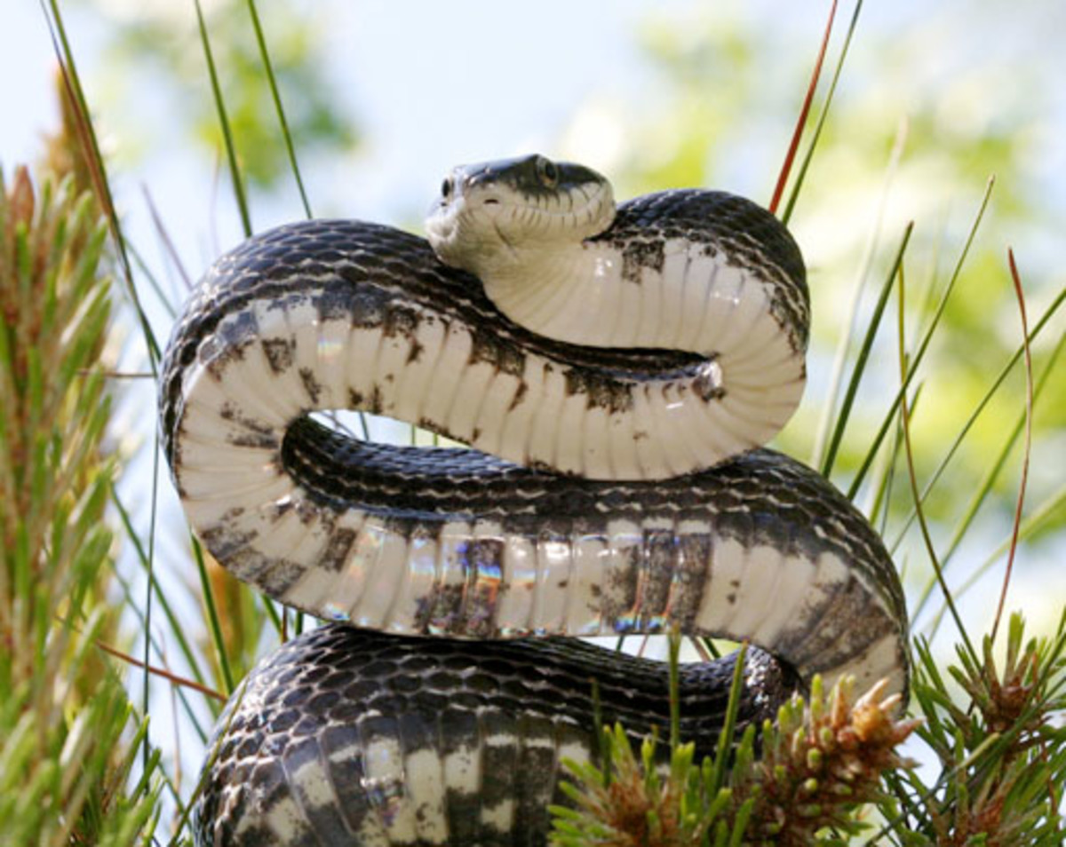 Rat Snakes in Louisiana HubPages