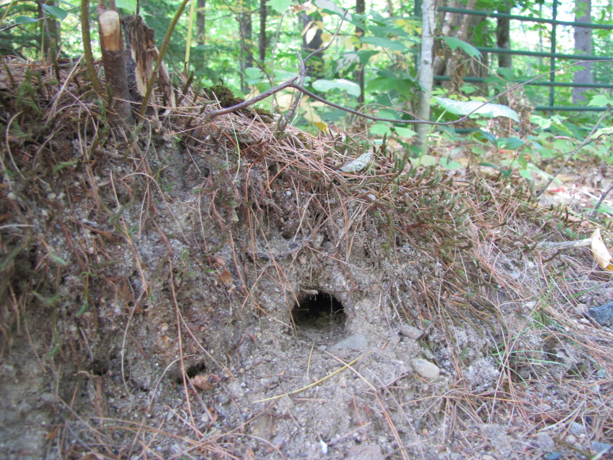 Get Rid of Chipmunks The Final Solution HubPages