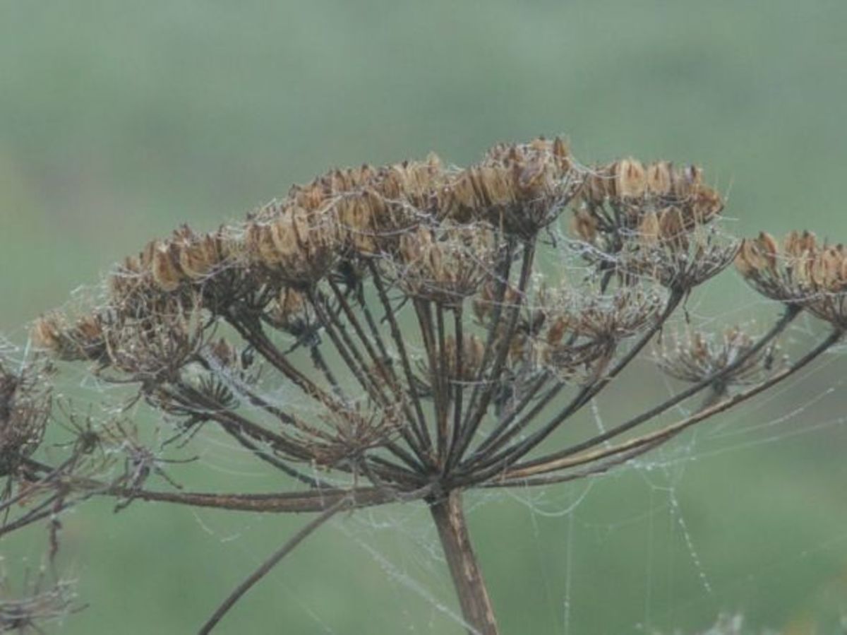 What Is Giant Hogweed How to Handle the Plant HubPages