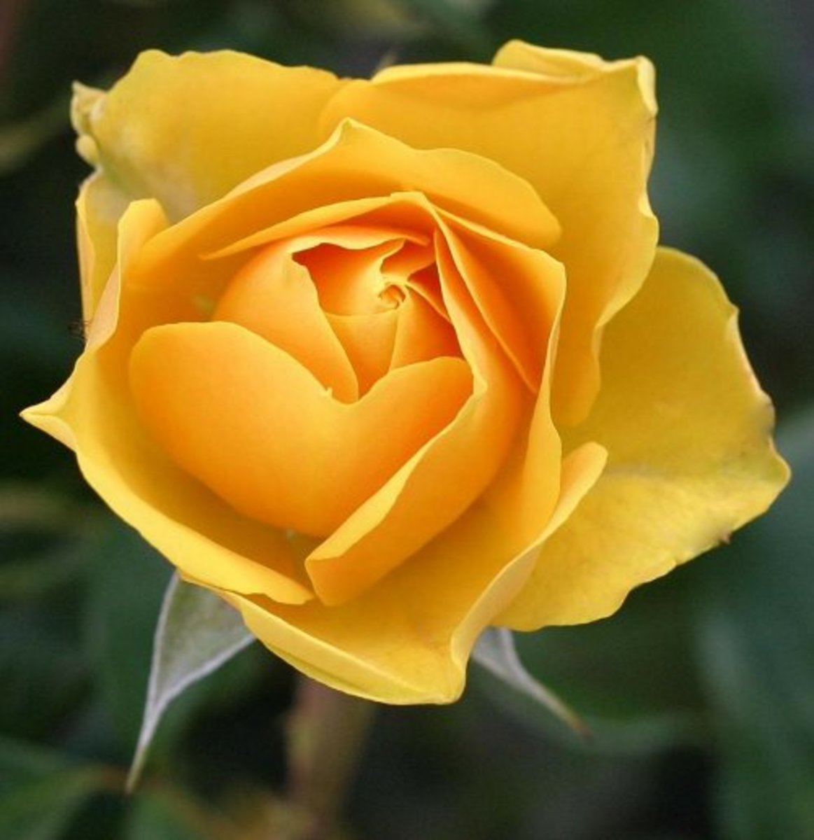 Beautiful Rose Flower Quotes Holidappy