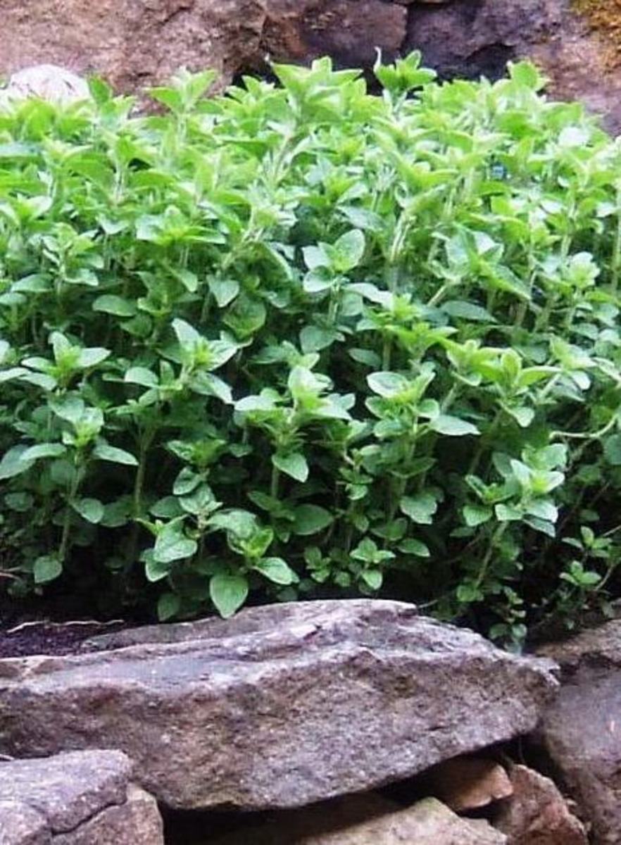 Drying Leafy Herbs HubPages