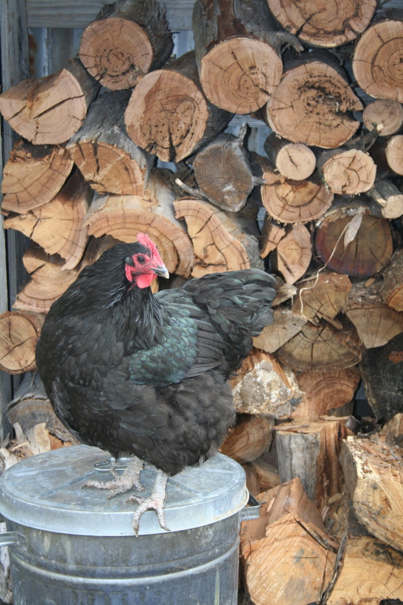 How to House Chickens in Your Backyard PetHelpful