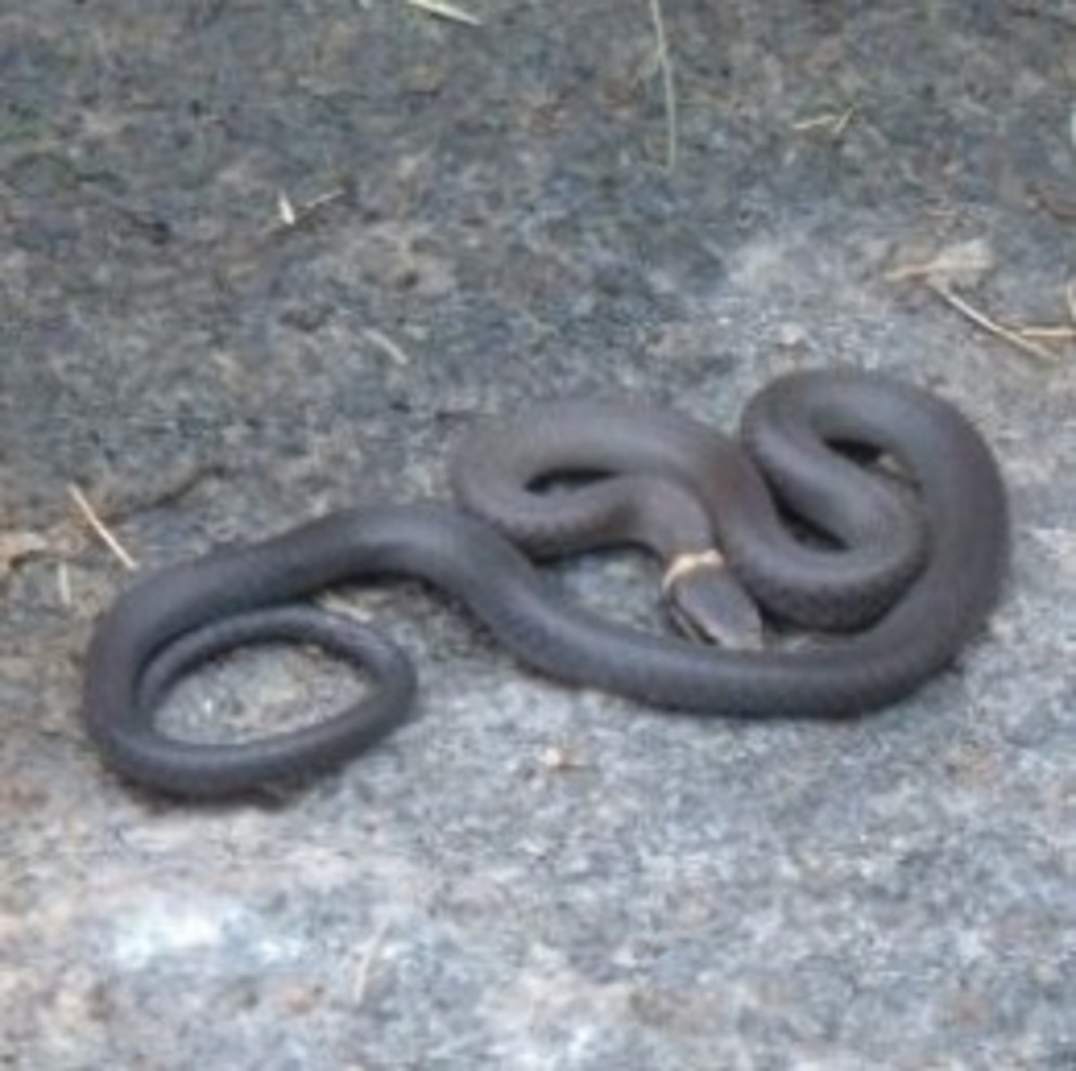 Snakes of Connecticut A List Of Snakes Found In My Garden