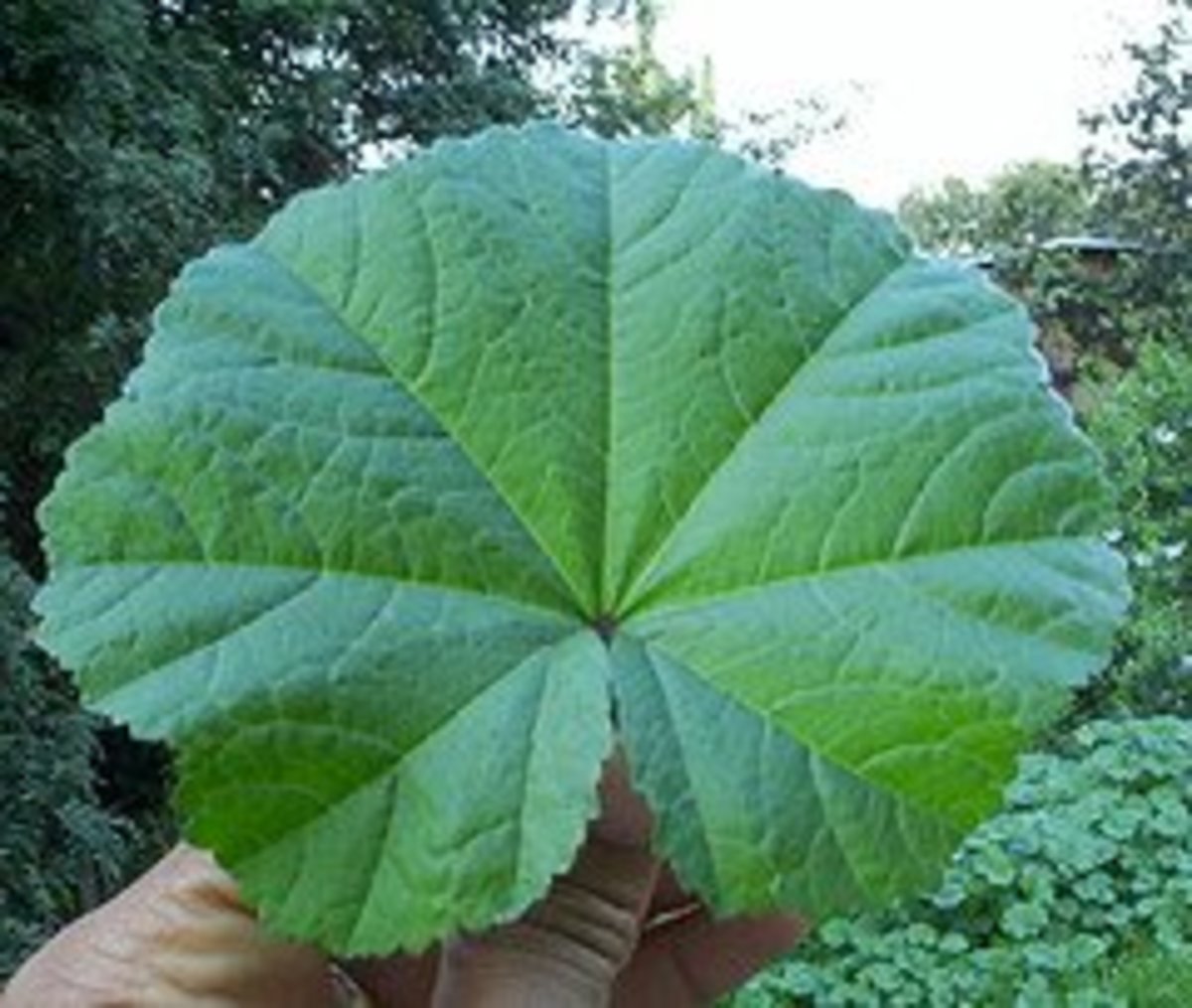 A Guide to Edible Weeds in Los Angeles Dengarden