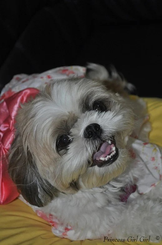 90 Cute Female Dog Names and Meanings PetHelpful