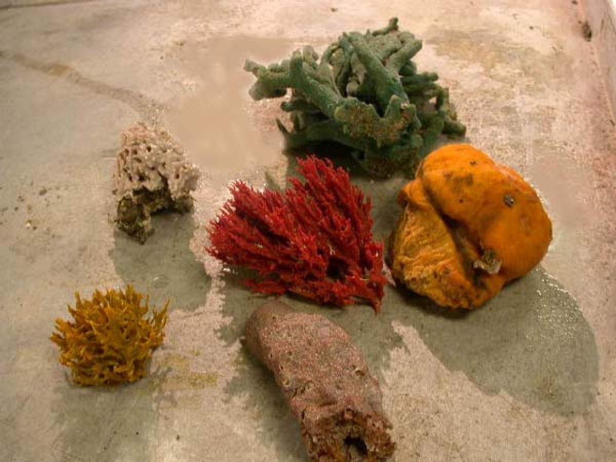 Sponges Are Simple Animals That Live In The Sea (Or Sometimes In Fresh