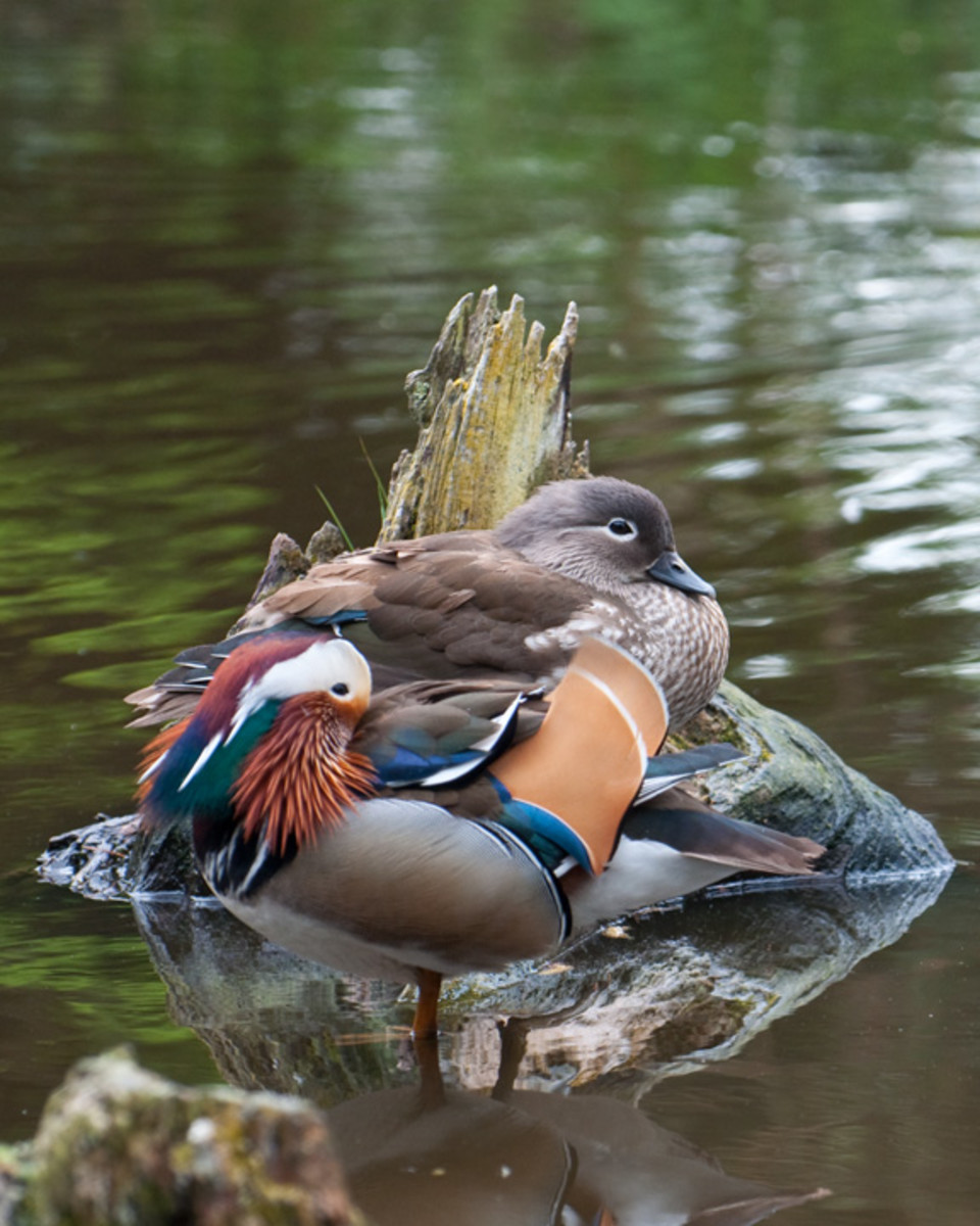 Mandarin Ducks Original Pictures and Information on Mandarins hubpages