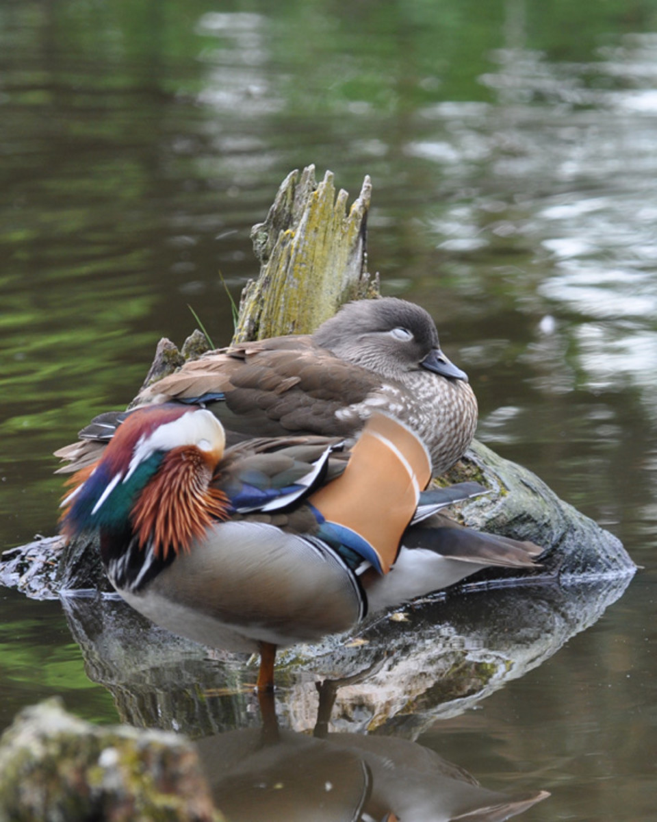 Mandarin Ducks Original Pictures and Information on Mandarins hubpages