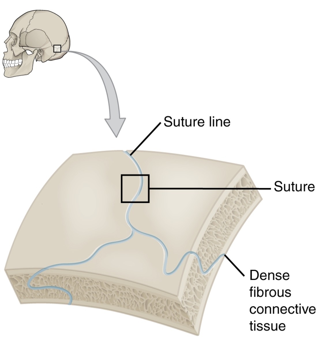 Types of Joints in the Human Body HubPages