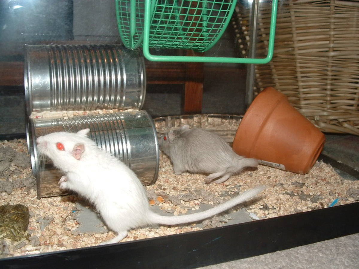 How to Identify and Help Depressed Gerbils PetHelpful