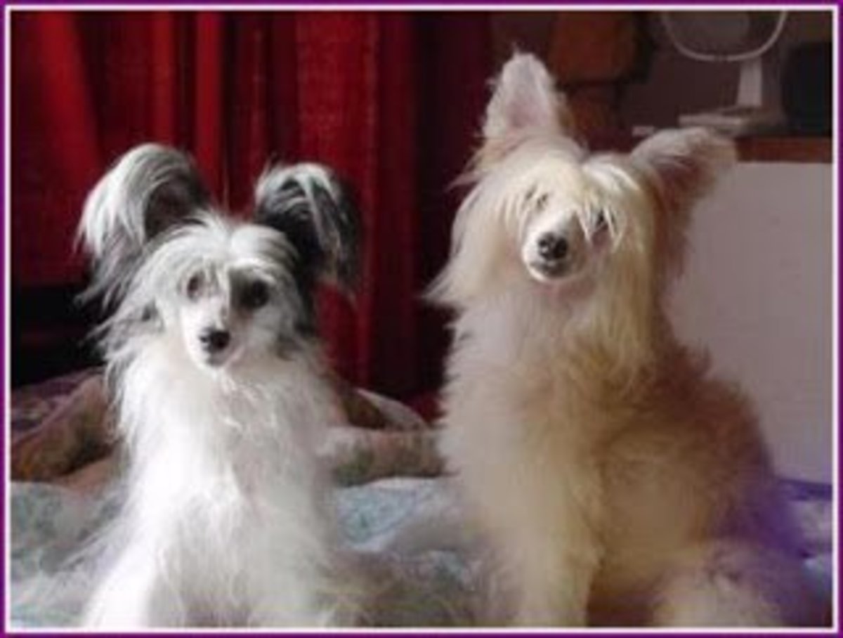 Chinese Crested Powder Puff Vs Hairless at Evelyn Blue blog