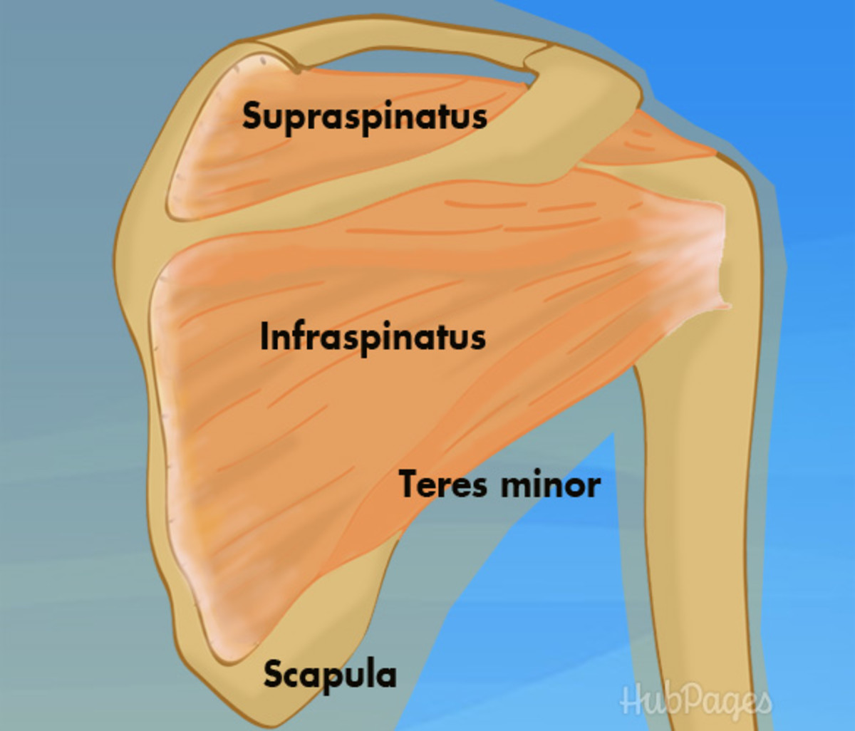 Shoulder Injuries Rotator Cuff Pain and Treatment YouMeMindBody