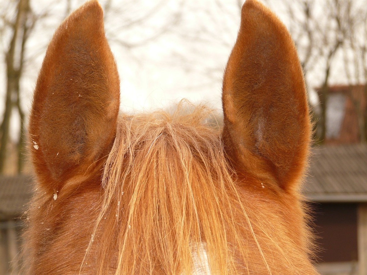 Horses and Their Sense of Hearing HubPages