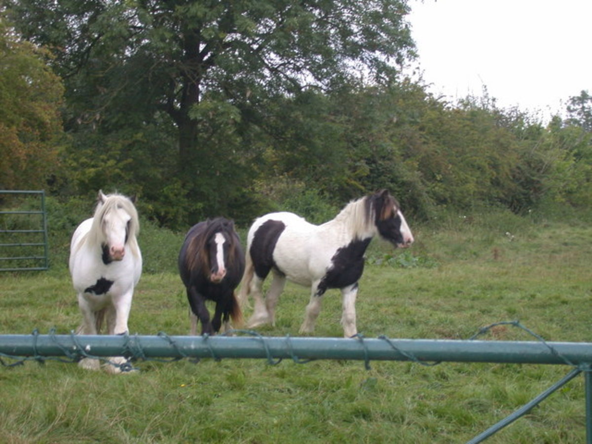 Horses Their Ability to Feel and Their Sense of Touch HubPages
