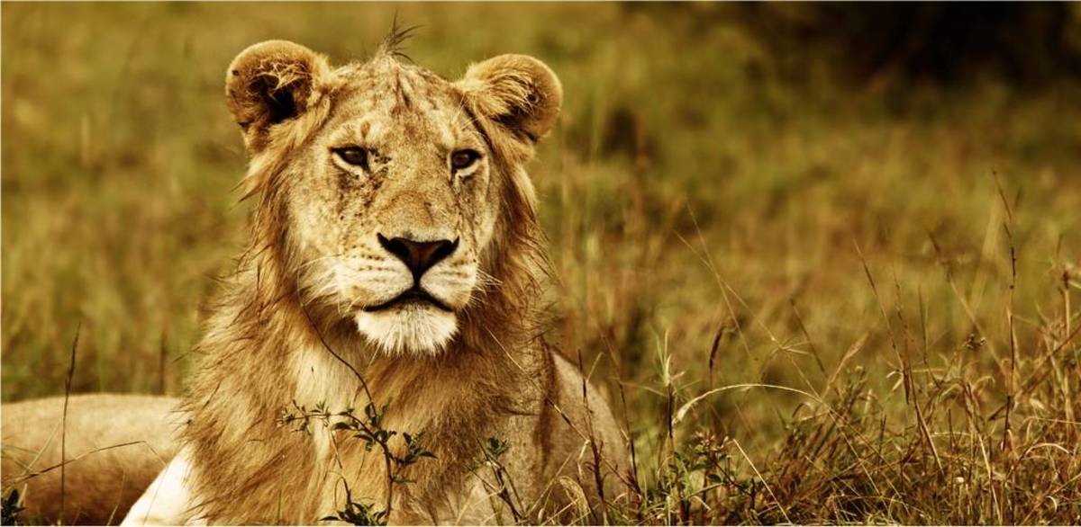 90 Lion Names & Meanings PetHelpful