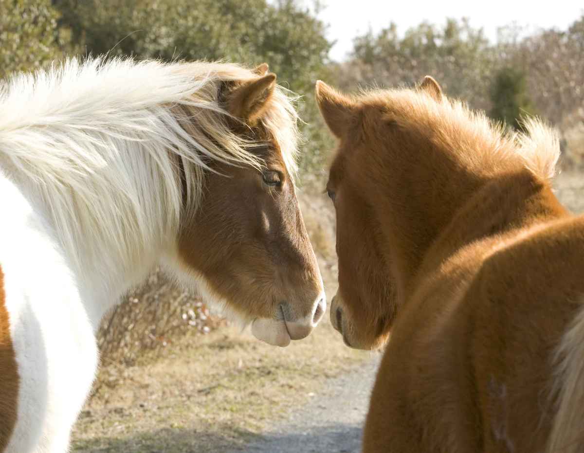 Horses and Their Sense of Smell HubPages