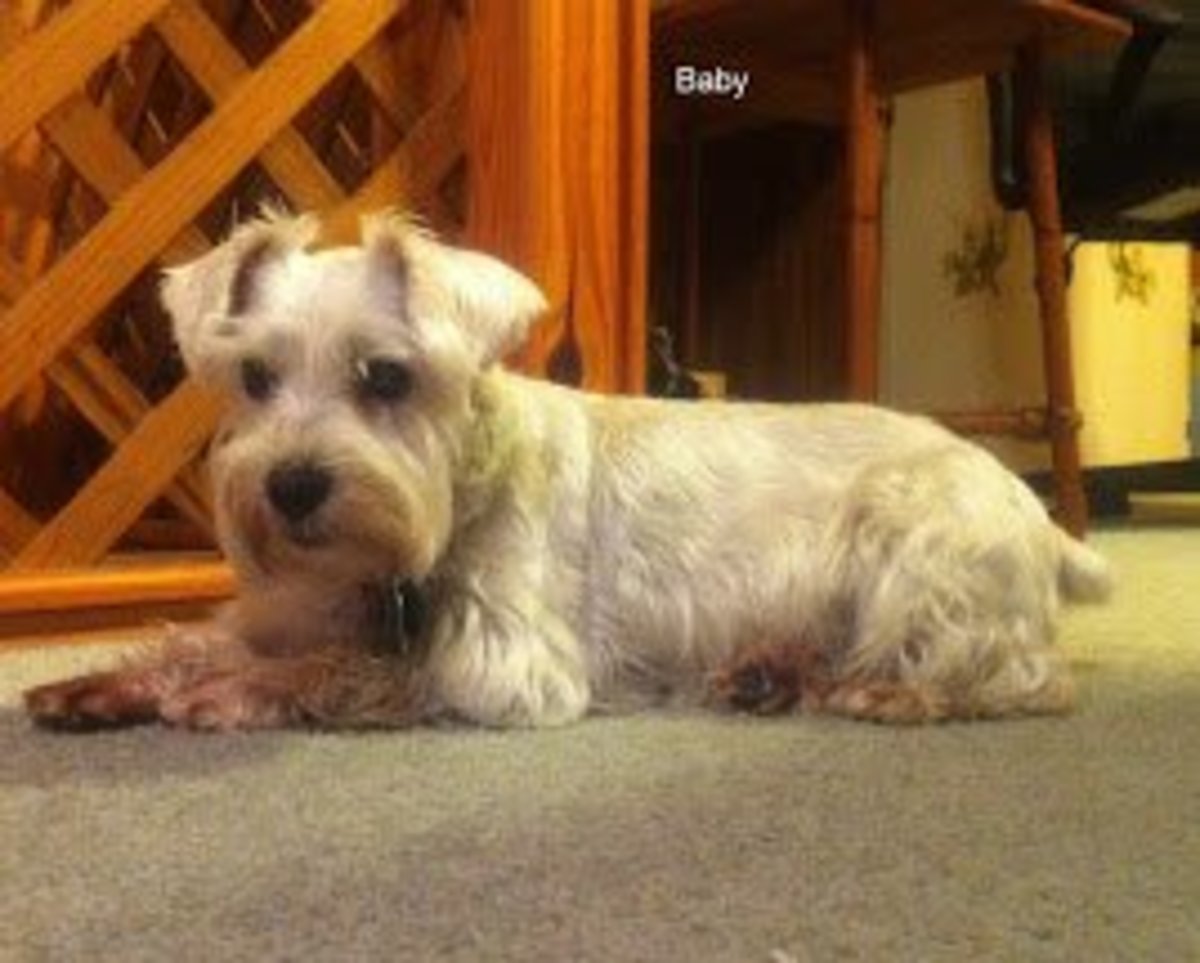 Everything you wish to know about Spider Bites Piercing