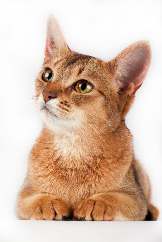 33 HQ Photos Magical Cat Names Male Unique Kitty Names 60 Magical