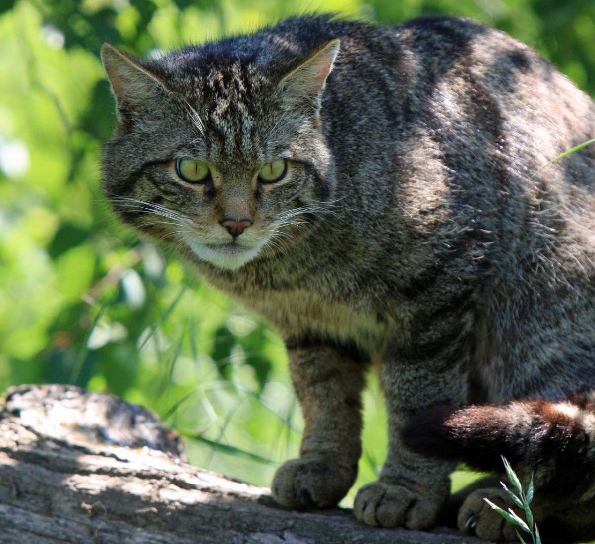 Wild vs. Domesticated Animals Why Domestication Has Nothing to Do With