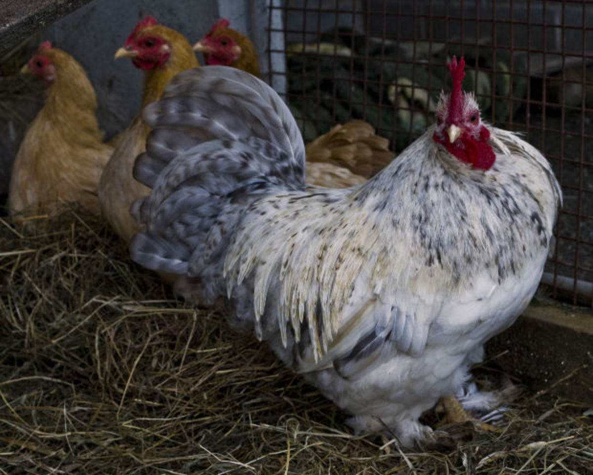 16 Reasons for Getting Chickens as Pets HubPages