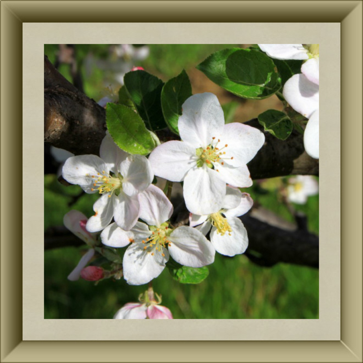 50 Delightful Edible Flowers HubPages