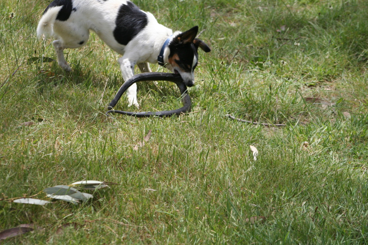 My Dog Kills Snakes In My House and Yard HubPages