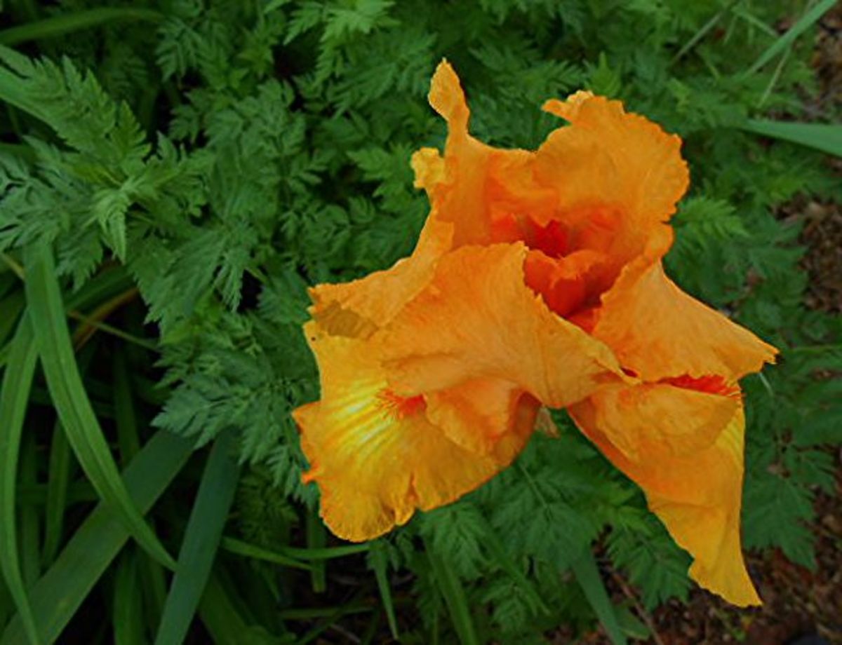 Burnt Orange or Rust Colored Flowers A Gallery of Fall Colored
