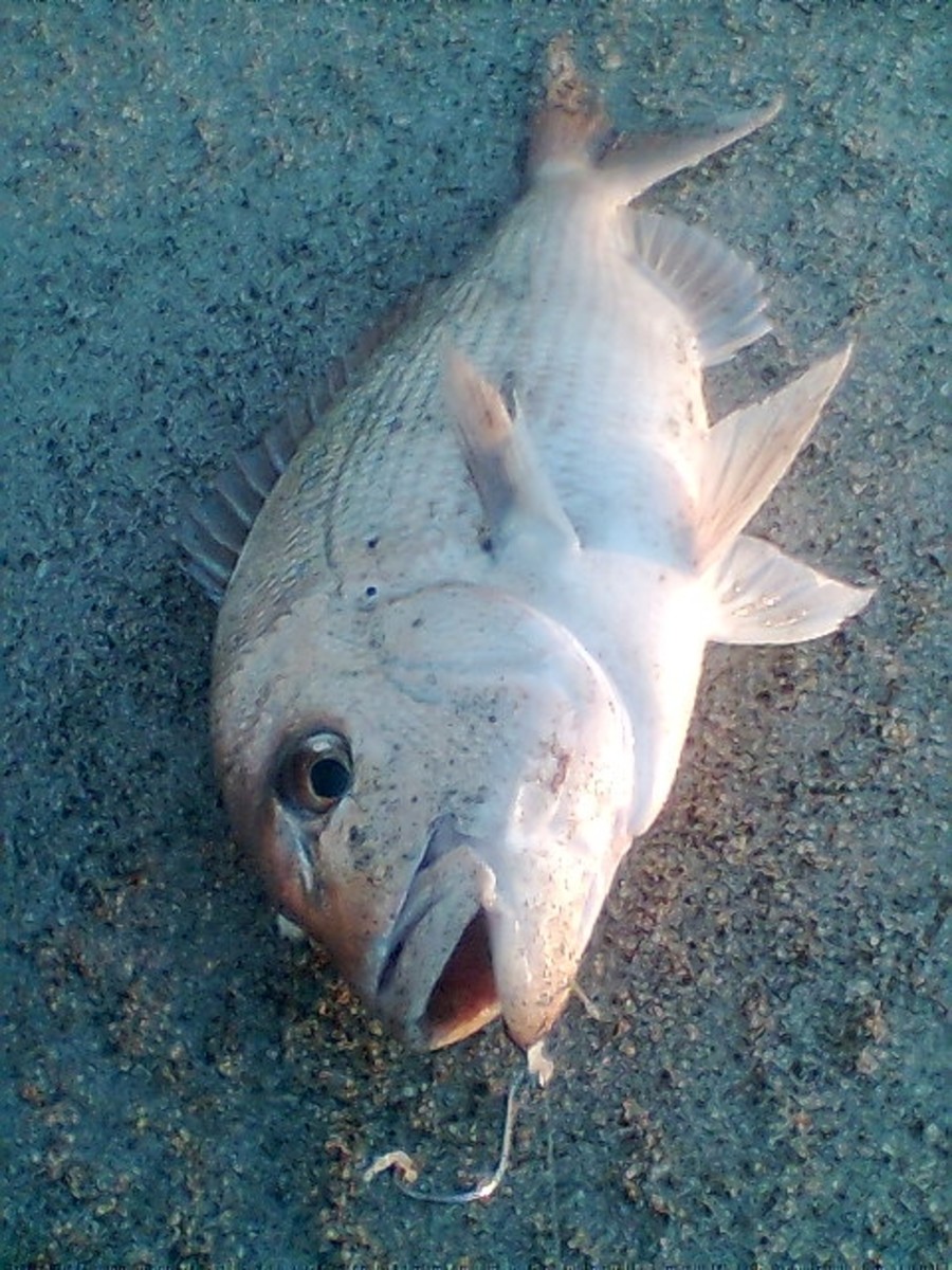 How to Catch Big Fish By Fishing With a Carrot. HubPages