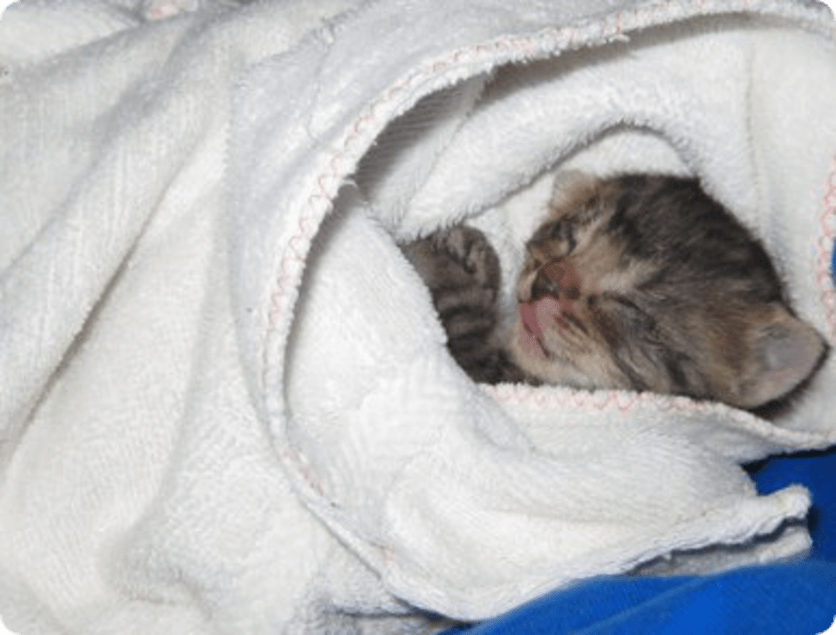 How to Treat Hypothermia in Cats