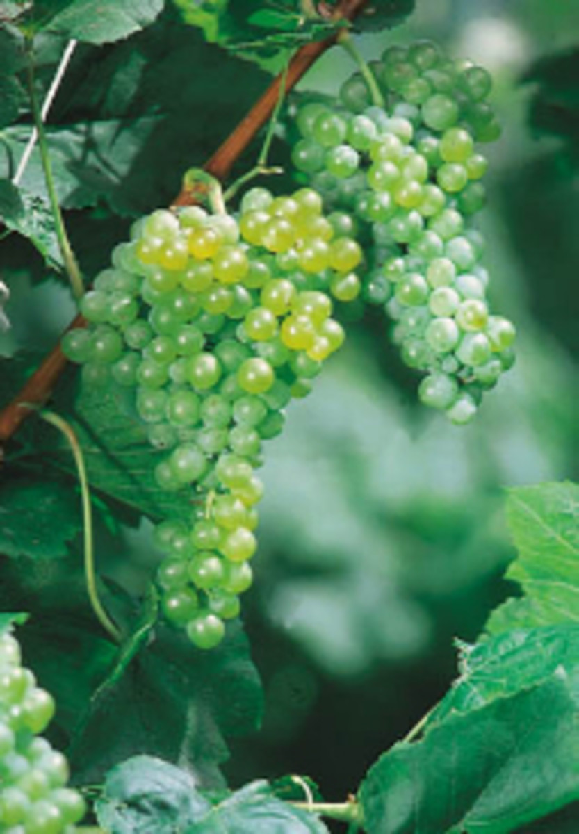 Growing Grapes in Northern Climates HubPages