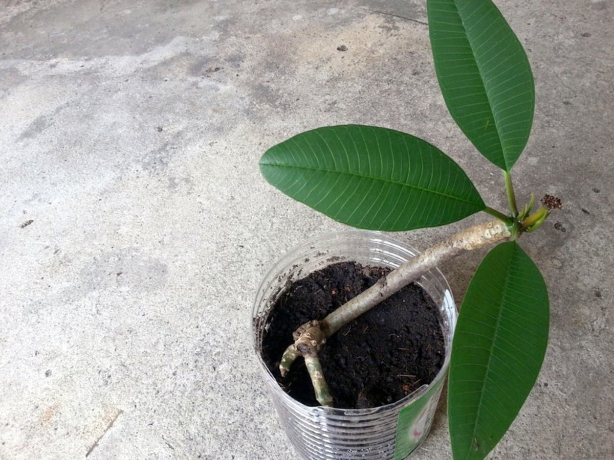 How I Plant Plumeria or Frangipani from Seeds Dengarden