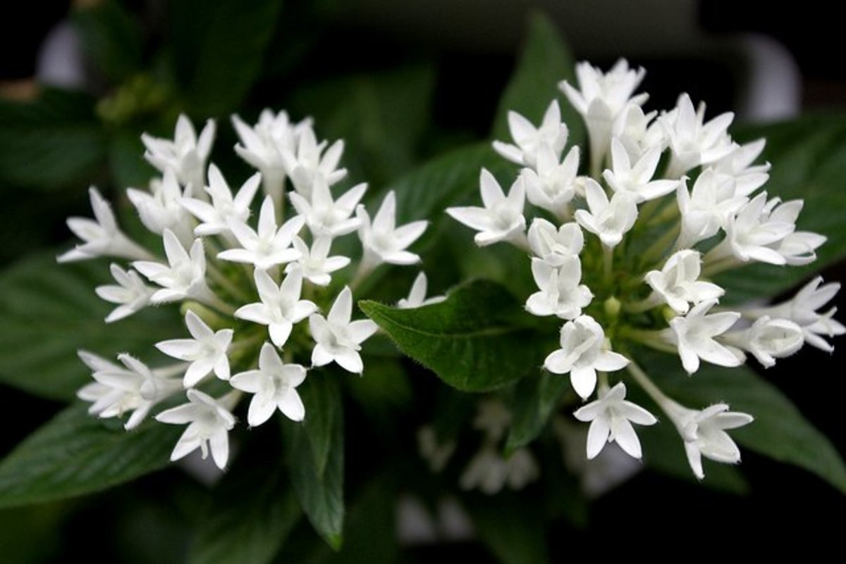 Does Pentas Plants Have Medicinal Values? Owlcation